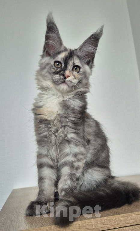 Кошки в Санкт-Петербурге: Мейн-кун девочки черепашки  Девочка, 50 000 руб. - фото 4