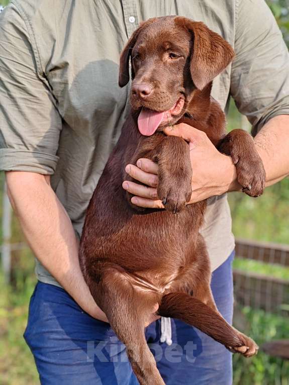 Собаки в Москве: Шоколадные щенки лабрадора РКФ питомник Мальчик, 40 000 руб. - фото 3