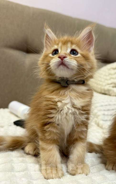 Кошки в Перми: Рыжие гиганты Мальчик, 15 000 руб. - фото 2