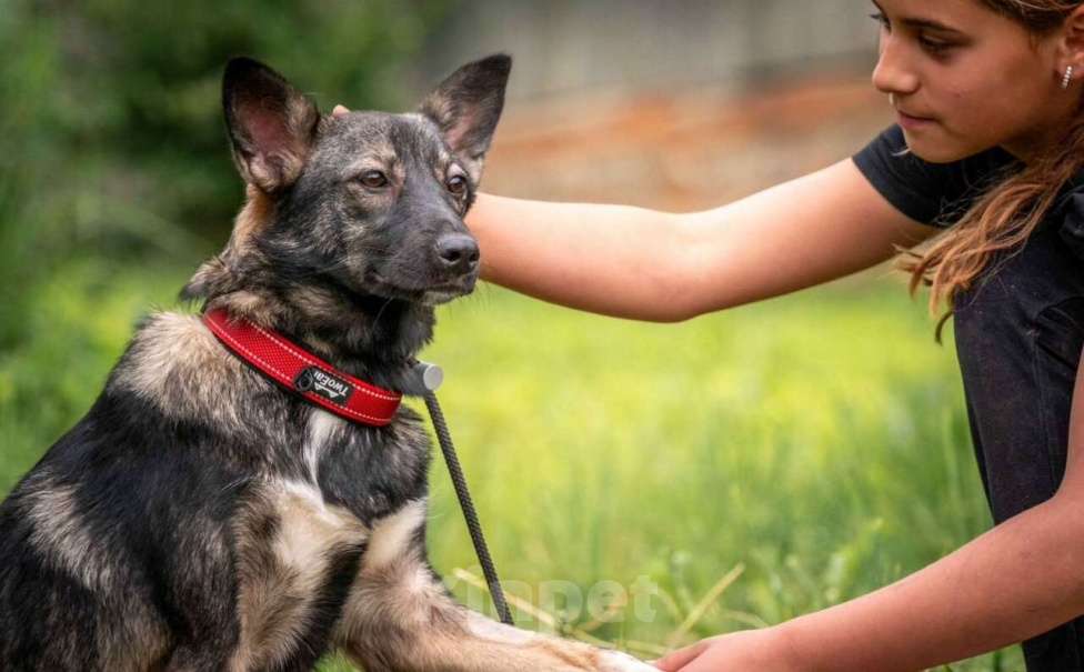 Собаки в других городах Владимирской области: Красивая и добрая собака в добрые руки бесплатно Девочка, Бесплатно - фото 3