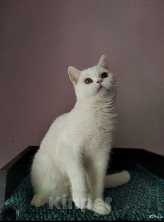 Кошки в Москве: Шотландские мальчики Мальчик, 10 000 руб. - фото 3