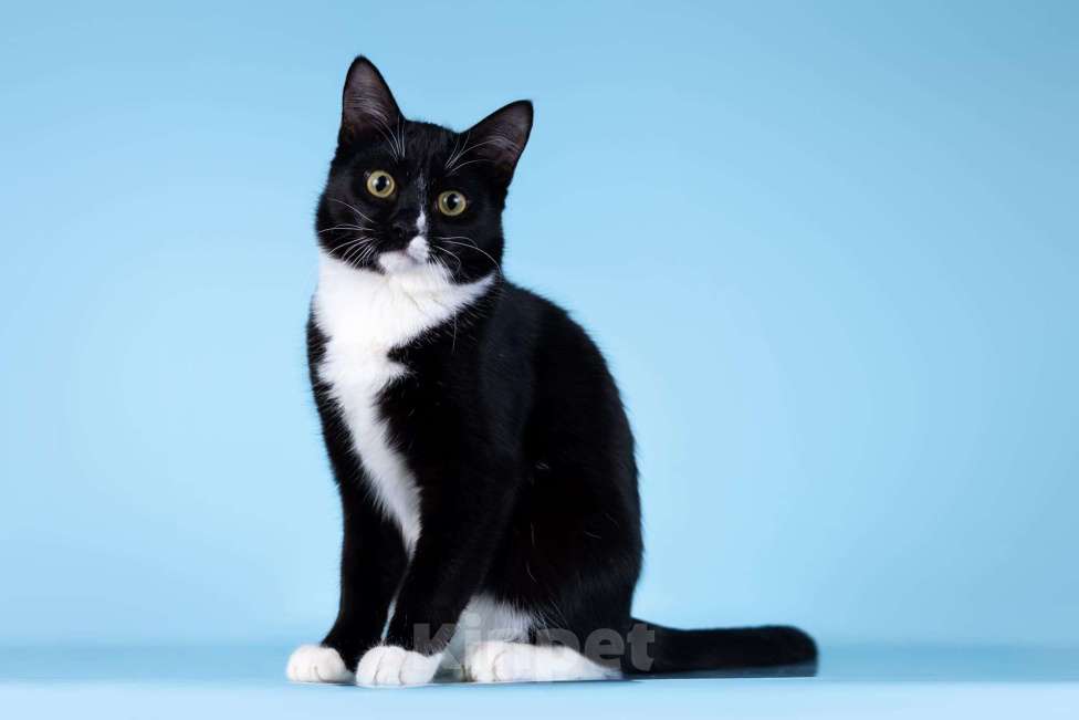 Кошки в Москве: Малыш Чертенок ищет дом. Мальчик, Бесплатно - фото 5