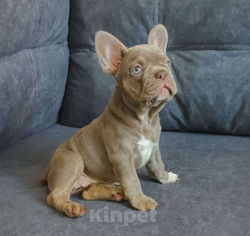 Собаки в Шахте: Редкая жемчужина изабелла | Элитный щенок француза Девочка, 80 000 руб. - фото 4