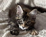 Кошки в Новосибирске: Породистые котята Мейн Кун  Мальчик, 25 000 руб. - фото 5