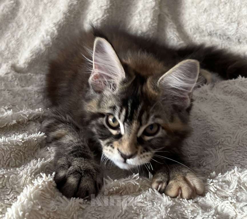 Кошки в Новосибирске: Породистые котята Мейн Кун  Мальчик, 25 000 руб. - фото 5