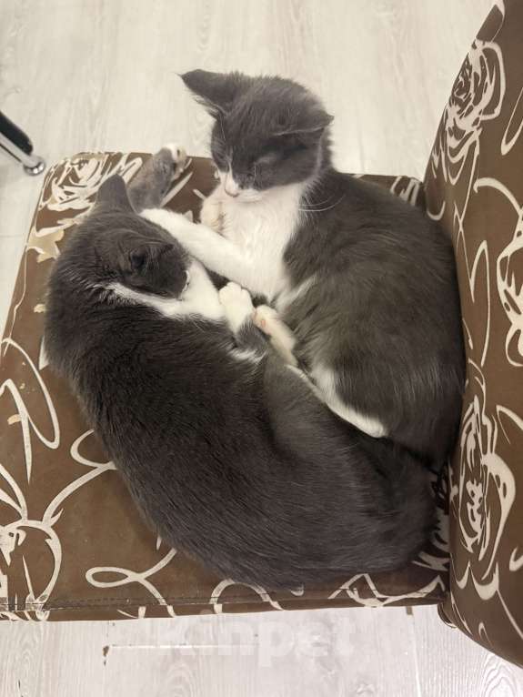 Кошки в Ставрополе: Мальчики пушистики Мальчик, 10 руб. - фото 5