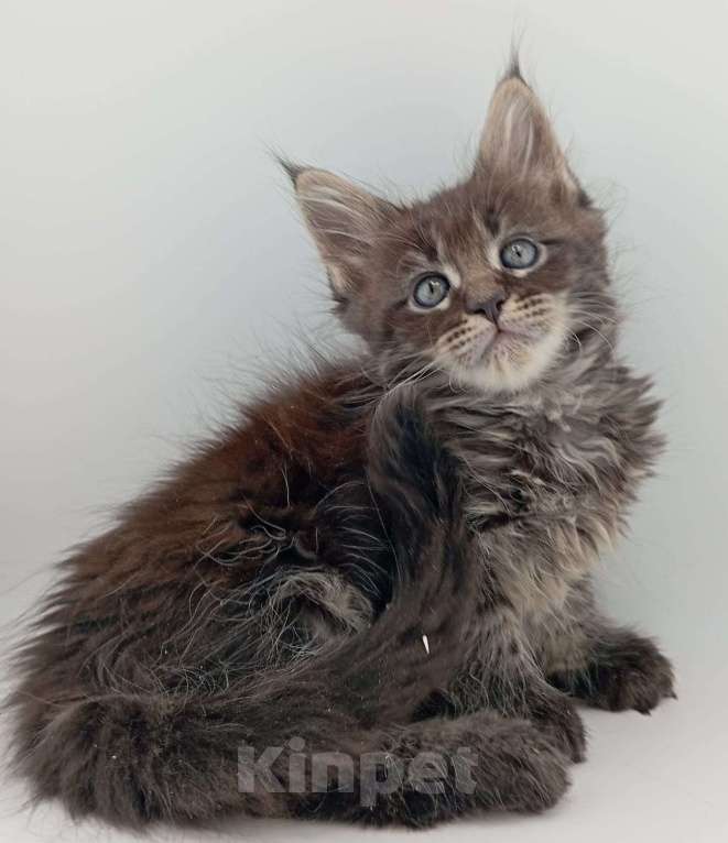 Кошки в Санкт-Петербурге: Чистокровные котята(полидакт) .  Девочка, 20 000 руб. - фото 4