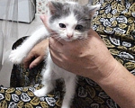 Кошки в других городах Ставропольского края: Котята Разнополые, 1 руб. - фото 2