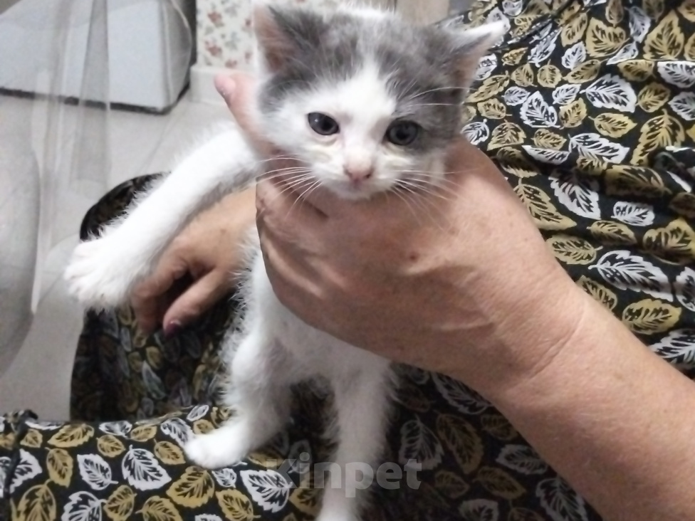 Кошки в других городах Ставропольского края: Котята Разнополые, 1 руб. - фото 2