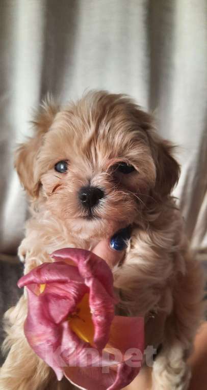 Собаки в Новороссийске: Предлогая мини мальтипу Мальчик, 80 000 руб. - фото 1