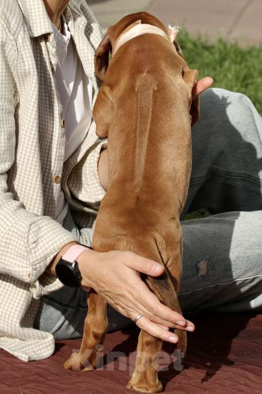 Собаки в Москве: Девочка для дома и любви  Девочка, 70 000 руб. - фото 4