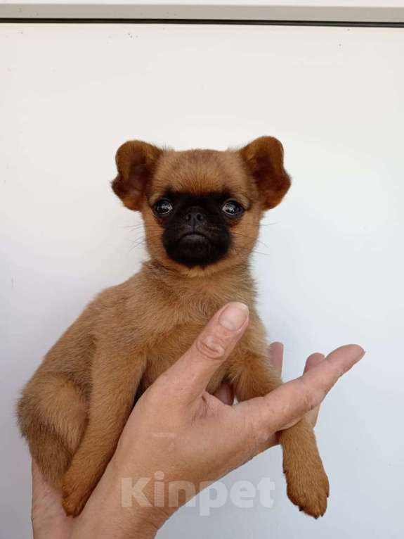 Собаки в Туле: щенок  маленькой домашней собачки  Мальчик, Бесплатно - фото 3