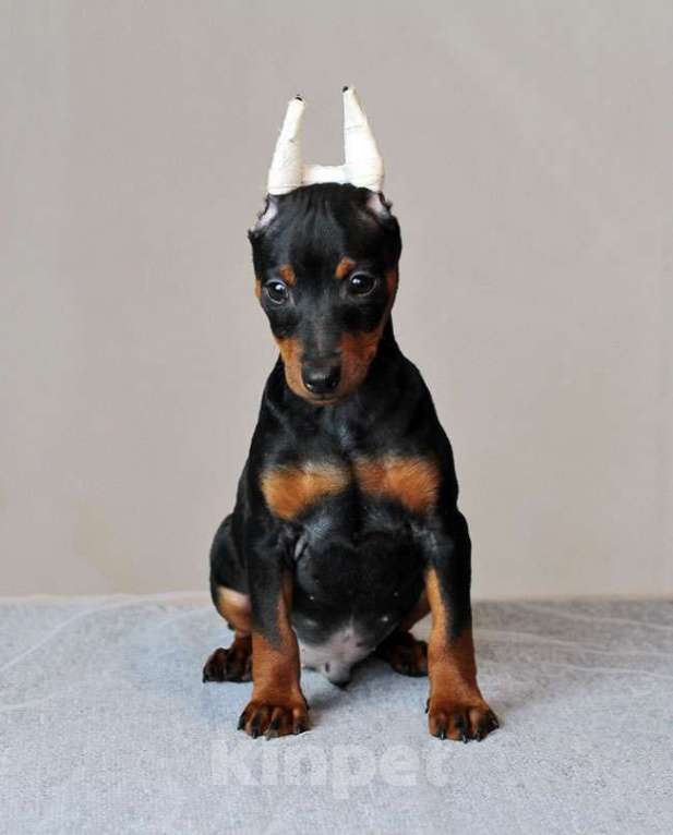 Собаки в Санкт-Петербурге: Цвергпинчер - классный щенок Мальчик, 70 000 руб. - фото 3