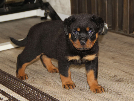 Щенки ротвейлера