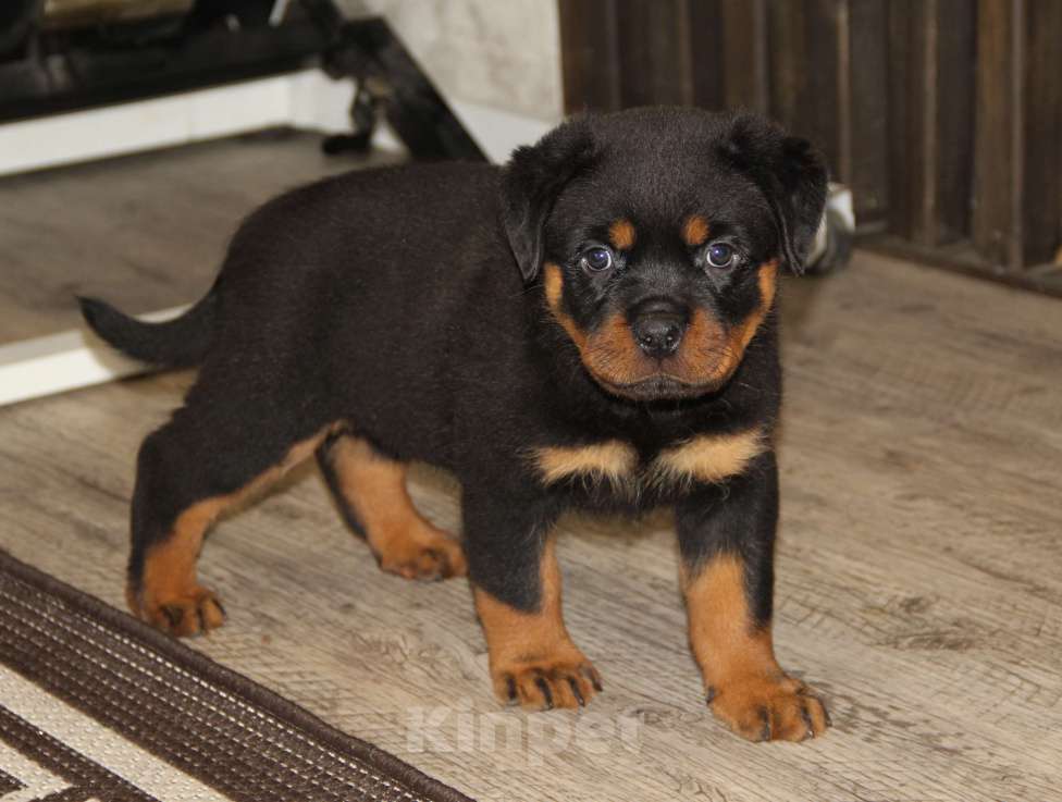 Собаки в Нижнем Новгороде: Щенки ротвейлера Девочка, 60 000 руб. - фото 1