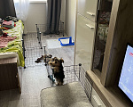 Собаки в Раменском: Малыш йорк Мальчик, 20 000 руб. - фото 3