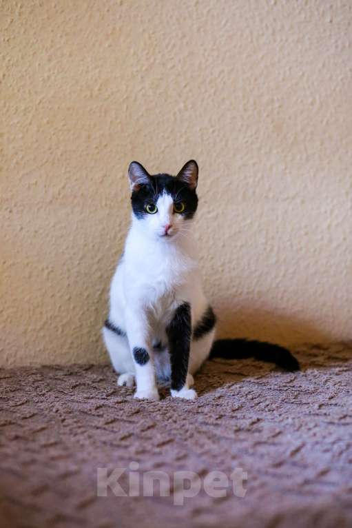 Кошки в Москве: Котенок в добрые руки Мальчик, Бесплатно - фото 6