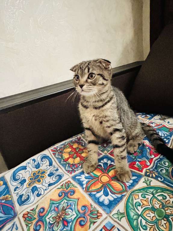 Кошки в Самаре: Вислоухий шотландский мальчик  Мальчик, 2 500 руб. - фото 3