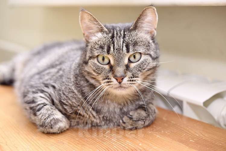 Кошки в Москве: Ручной котопёс Ириска в добрые руки Девочка, 1 руб. - фото 7