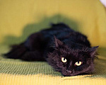 Кошки в Москве: Ваша домашняя драгоценность, молодой черный котик Агат в добрые руки Мальчик, 10 руб. - фото 5