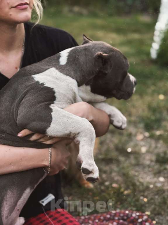 Собаки в Саратове: Саня Мальчик, 110 000 руб. - фото 2