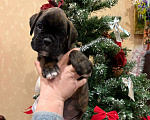 Собаки в Москве: Щенок Боксера Затея Девочка, 65 000 руб. - фото 3