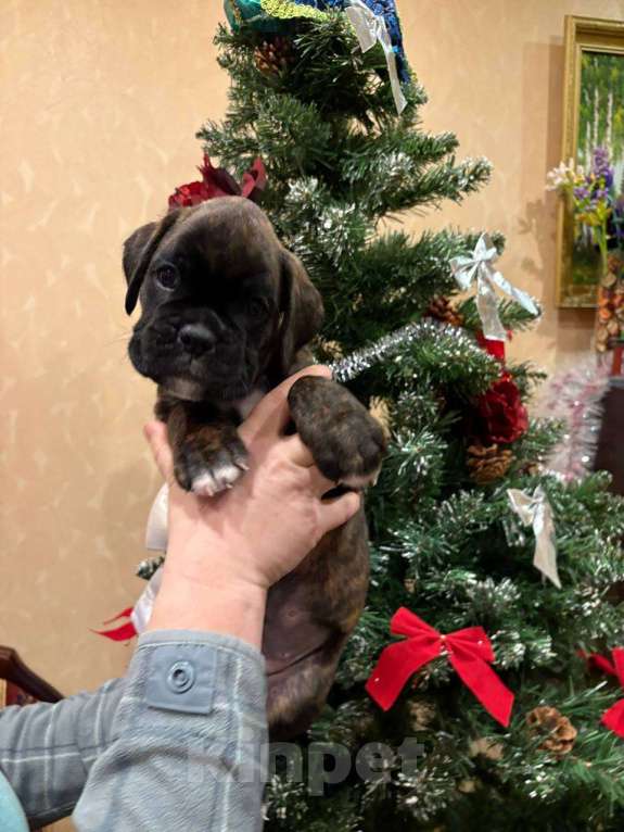 Собаки в Москве: Щенок Боксера Затея Девочка, 65 000 руб. - фото 3