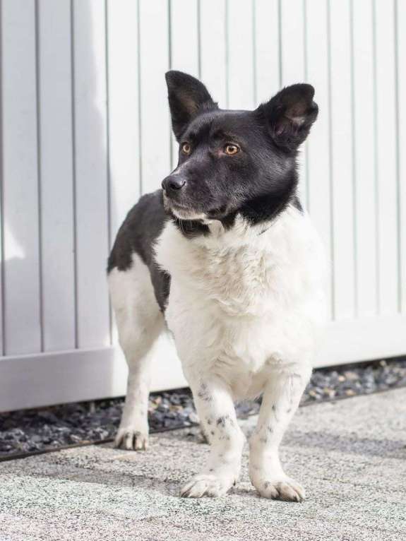 Собаки в Москве: Ласковый коротколапый пёс в добрые руки! Мальчик, Бесплатно - фото 2