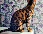 Кошки в Санкт-Петербурге: Продаю бенгальского котика  Мальчик, 10 000 руб. - фото 2
