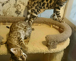 Кошки в Кохме: Коты и кошки бенгальской породы, 1 000 руб. - фото 2