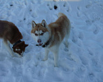 Собаки в Липецке: Хаски Вязка, 1 000 руб. - фото 2