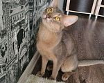Кошки в Воронеже: Абиссинский кот вязка, 4 500 руб. - фото 1