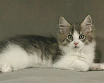 Кошки в Арзамасе: Мамин сибиряк, Бесплатно - фото 1
