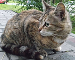 Кошки в Королеве: Серенькая, ласковая, бывшая домашняя Девочка, Бесплатно - фото 1