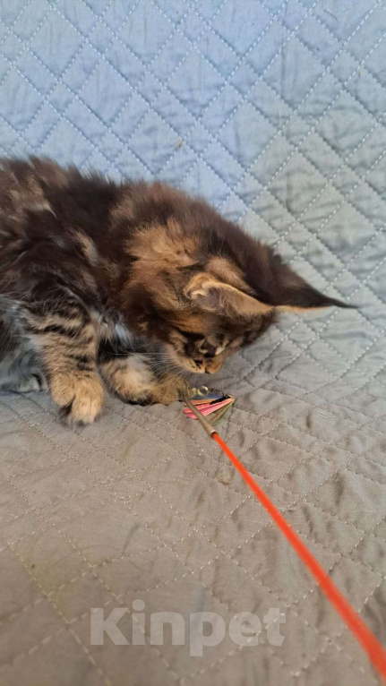 Кошки в Ярославле:  Котенок девочка 1 Девочка, 35 000 руб. - фото 3