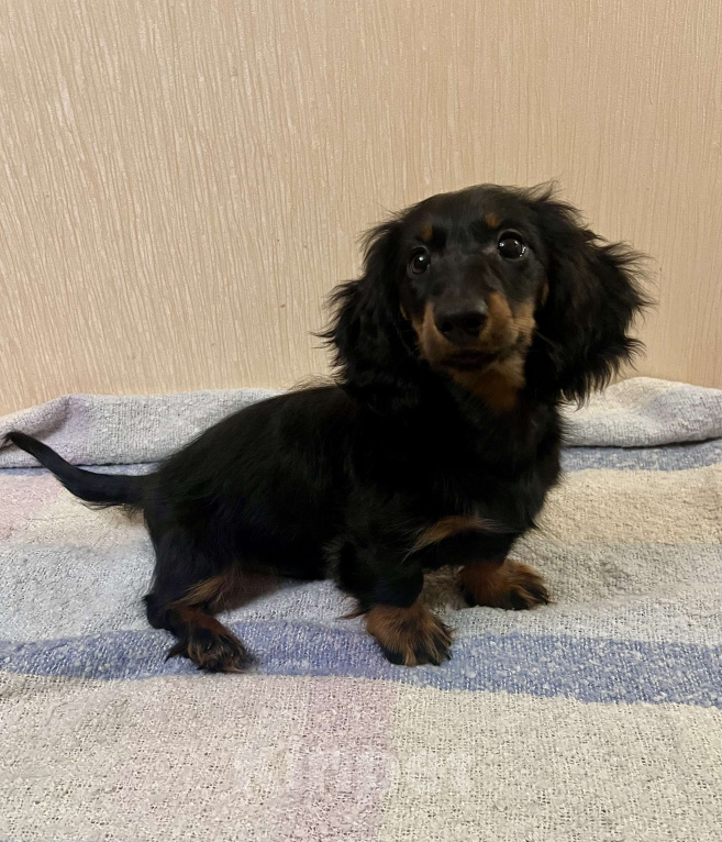 Собаки в Москве: Черно-подпалый мальчик длинношерстной таксы Мальчик, 50 000 руб. - фото 1