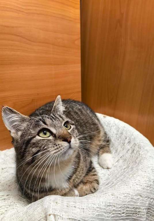 Кошки в Москве: Милый котенок подросток ищет дом Мальчик, Бесплатно - фото 4