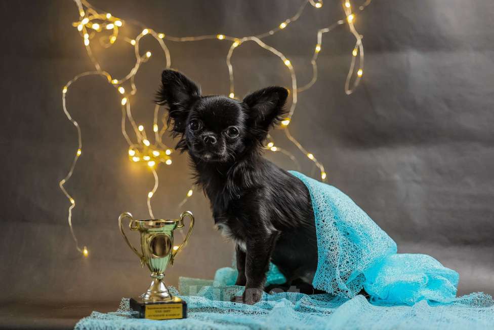 Собаки в Новосибирске: Щенок Чихуахуа  Девочка, 85 000 руб. - фото 4