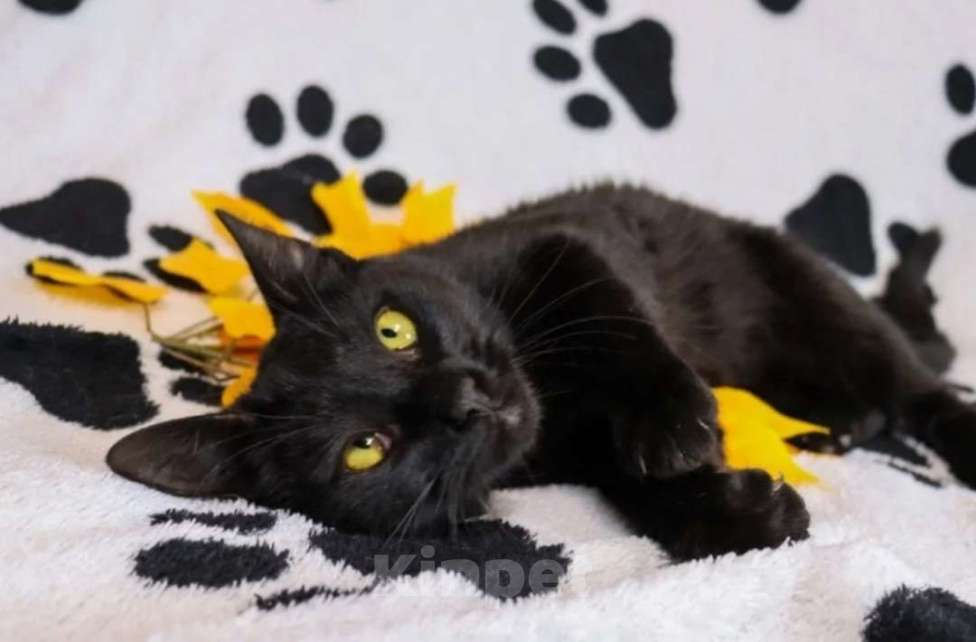 Кошки в Воронеже: Пусик грустит без хозяина Мальчик, 100 руб. - фото 1