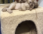 Кошки в Санкт-Петербурге: Бурманский  котенок ( Шампань -эксклюзив) Мальчик, 35 000 руб. - фото 7