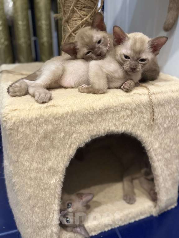 Кошки в Санкт-Петербурге: Бурманский  котенок ( Шампань -эксклюзив) Мальчик, 35 000 руб. - фото 7