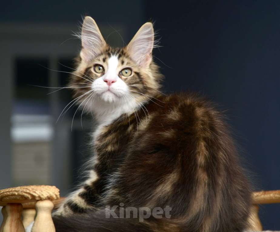 Кошки в Краснодаре: Мейн-кун мальчик Мальчик, 80 000 руб. - фото 3