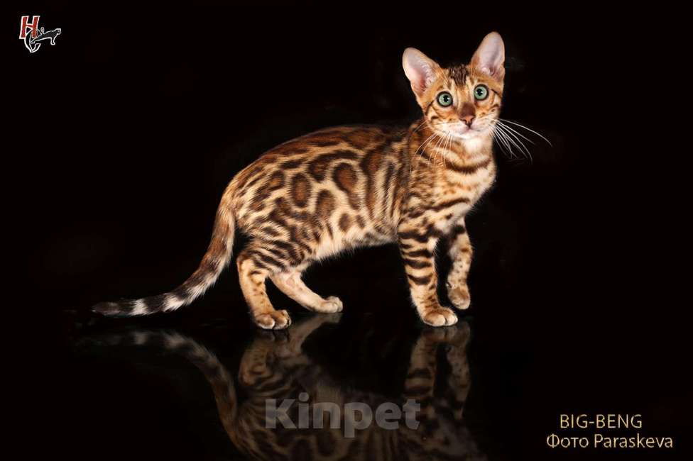 Кошки в Санкт-Петербурге: бенгальская девочка Тыковка BIg-Beng Девочка, 35 000 руб. - фото 2