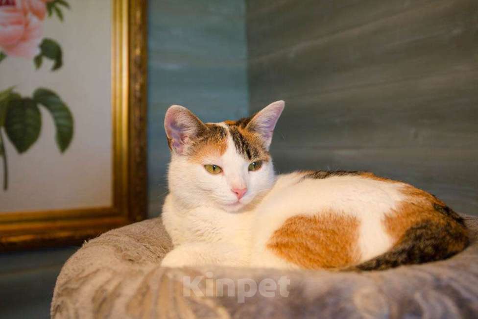 Кошки в Москве: Трехцветная котомартышка Маришка в добрые руки Девочка, 1 руб. - фото 6