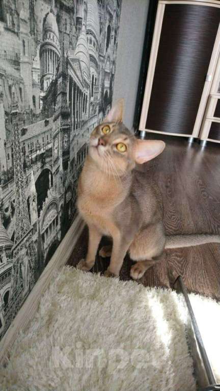 Кошки в Воронеже: Абиссинский кот вязка, 4 500 руб. - фото 1