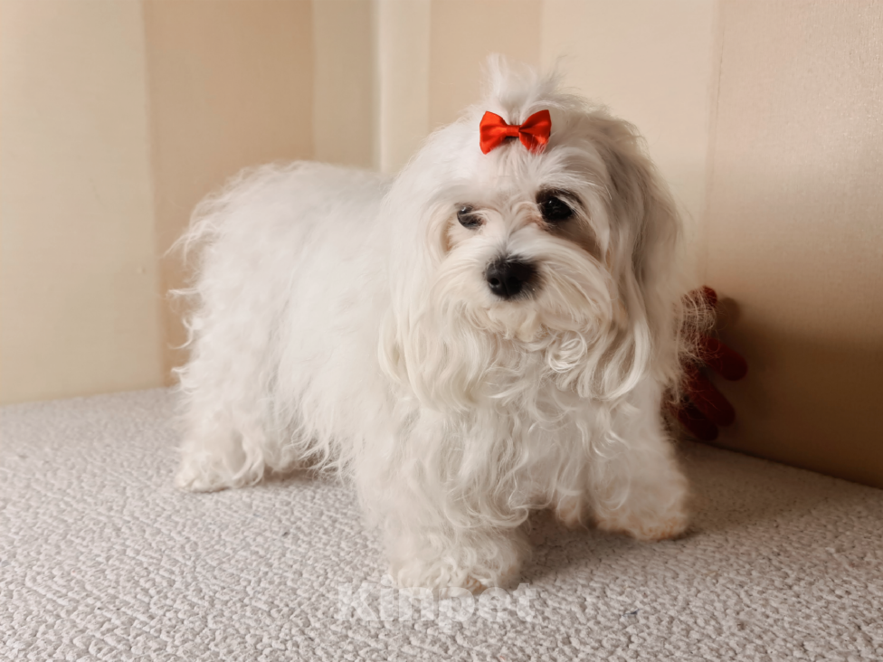 Собаки в Люберцах: ЩЕНОК МАЛЬТИПУ Мальчик, Бесплатно - фото 5