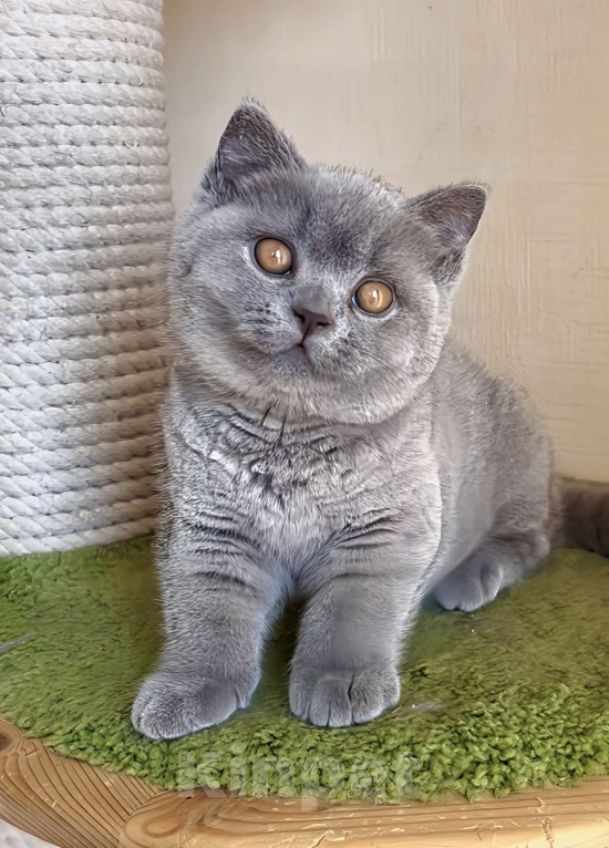 Кошки в Москве: Британские к/ш котята  Мальчик, Бесплатно - фото 3