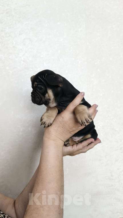 Собаки в Белореченске: Французский бульдог Девочка, Бесплатно - фото 3