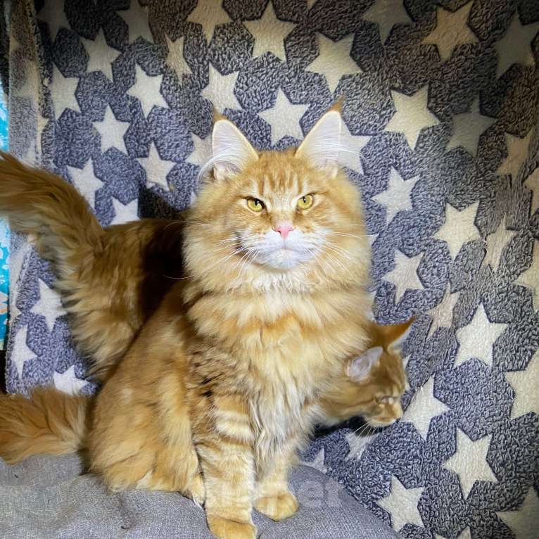 Кошки в Москве: Рыжая красотка мейн-кун Девочка, 35 000 руб. - фото 2