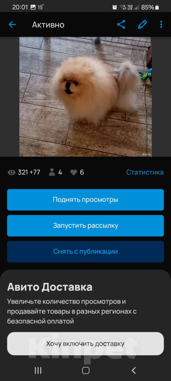 Собаки в Краснодаре: Шпиц Мальчик, 15 000 руб. - фото 1